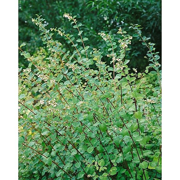 Symphoricarpos doorenbosii 'Amethyst'-S- 80-100 cm günstig online kaufen