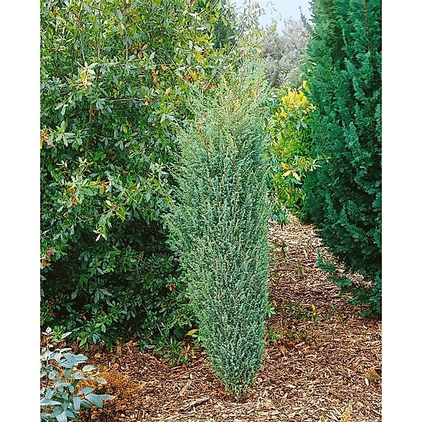 Juniperus Communis Excelsa Wacholder 40–60 cm günstig online kaufen