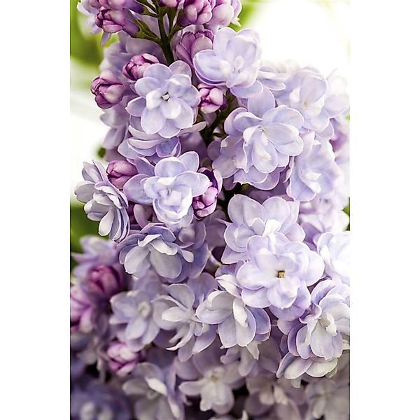Syringa Vulgaris Flieder Michel Buchner 125-150 cm günstig online kaufen
