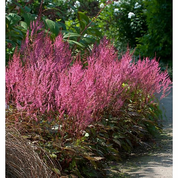 Prachtspiere Obergärtner Jürgens - Astilbe arendsii günstig online kaufen