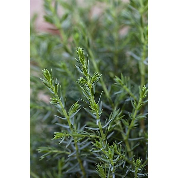 Juniperus Communis Arnold Wacholder 30–40 cm günstig online kaufen