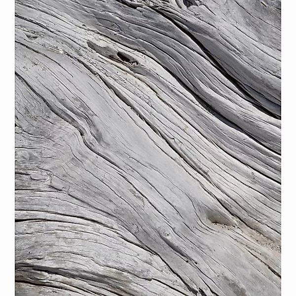 Fototapete TREE TEXTURE  | MS-3-0160 | Grau | Digitaldruck auf Vliesträger günstig online kaufen