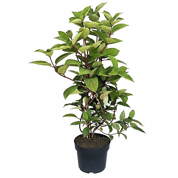 Baumfink Sternchenstrauch Strawberry Field als Topfpflanze 60-100cm günstig online kaufen