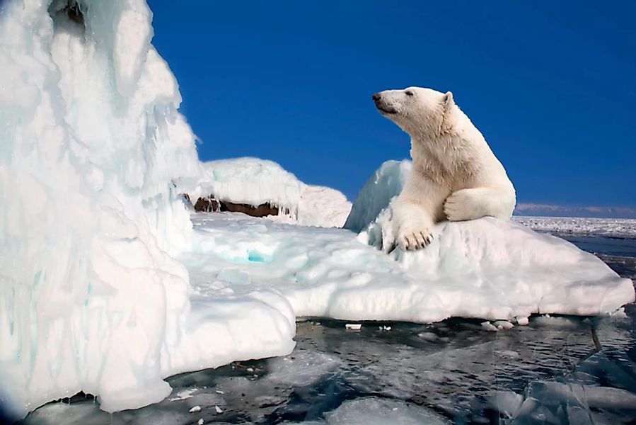 Papermoon Fototapete »Polar Bear« günstig online kaufen