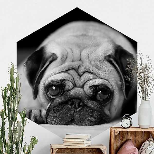 Hexagon Fototapete selbstklebend Pug Loves You II günstig online kaufen