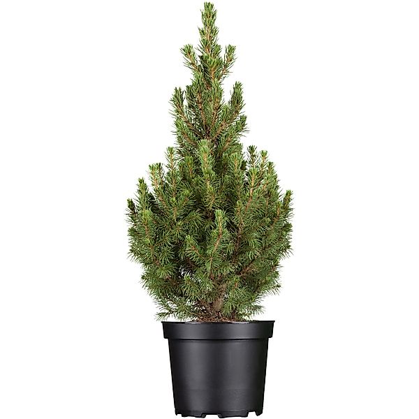 OBI Zuckerhutfichte Conica Höhe ca. 20 - 30 cm Topf ca. 2, Picea günstig online kaufen