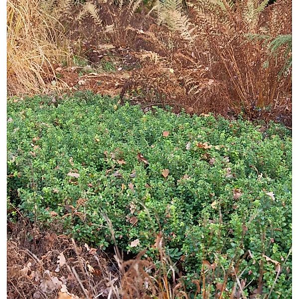 Preiselbeere minus 10-15cm - Vaccinium vitis idaea günstig online kaufen