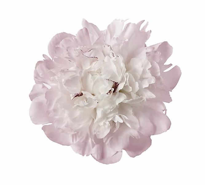 queence Wandtattoo »Julia« Wandbild, Sticker, rosa, Blume, Blüte, selbstkle günstig online kaufen