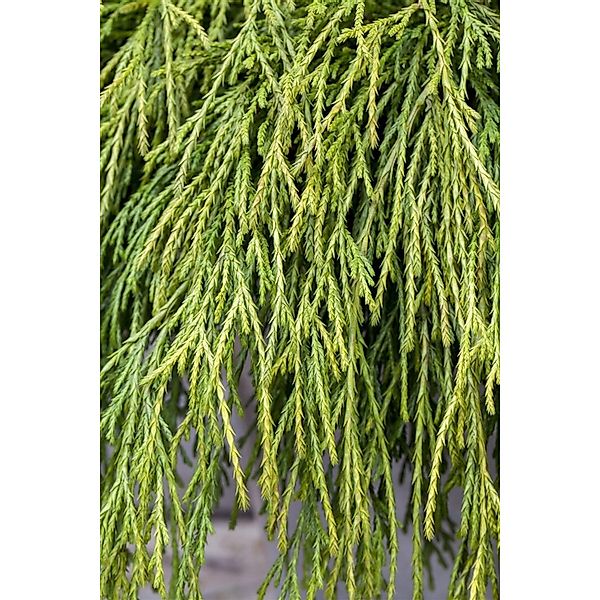 Chamaecyparis Pisifera Sungold Scheinzypresse Goldgelb 20–30 cm günstig online kaufen