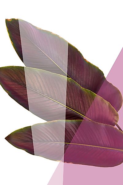 queence Acrylglasbild »Blätter« Blätter   Blätterbilder   Kunst   Pflanzen günstig online kaufen