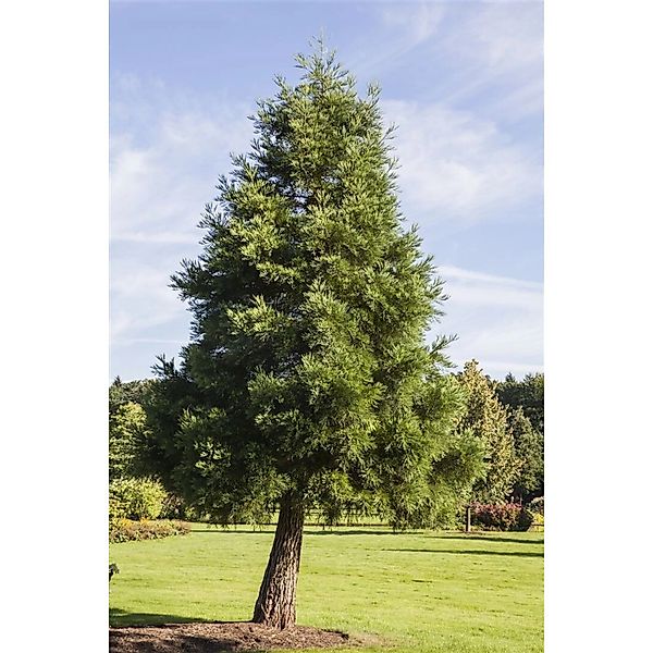 Sequoiadendron Giganteum Bergmammutbaum 175–200 cm günstig online kaufen