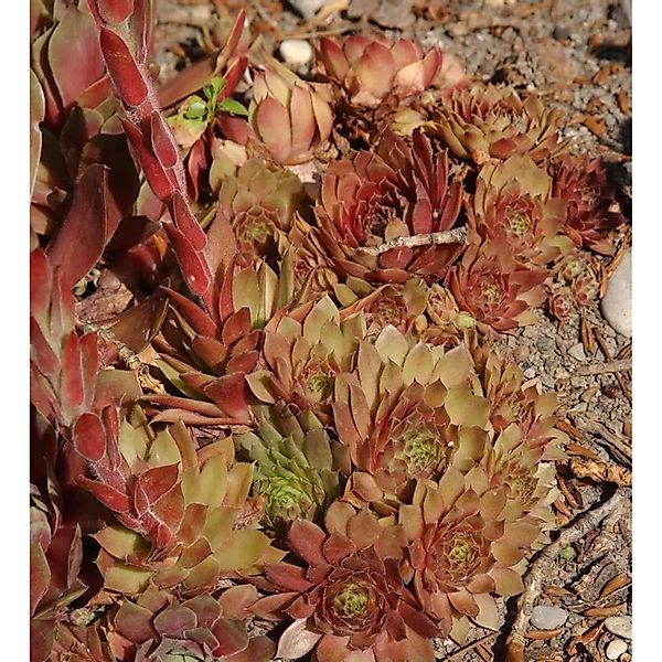 Dachwurz Pilatus - Sempervivum cultorum günstig online kaufen