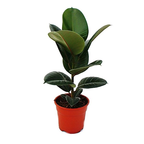 Exotenherz Zimmerpflanze Gummibaum - Ficus elastica "Robusta" - 17cm Topf günstig online kaufen