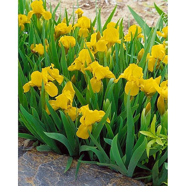 Iris X Barb.-nana Baria Zwergiris Ca. 9x9 cm Topf günstig online kaufen