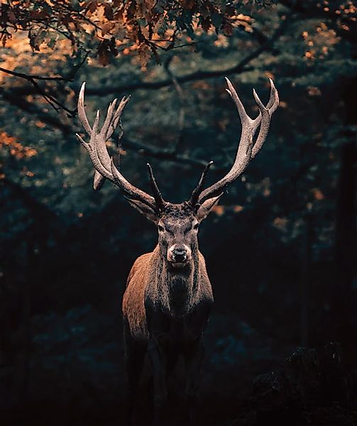 Bönninghoff Leinwandbild, Hirsch-Hirschbilder-Hirsche-Rehe-Tiere-Wildtiere- günstig online kaufen