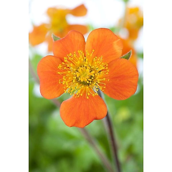 Geum Coccineum Borisii Nelkenwurz Veg Ca 9x9 cm Topf günstig online kaufen