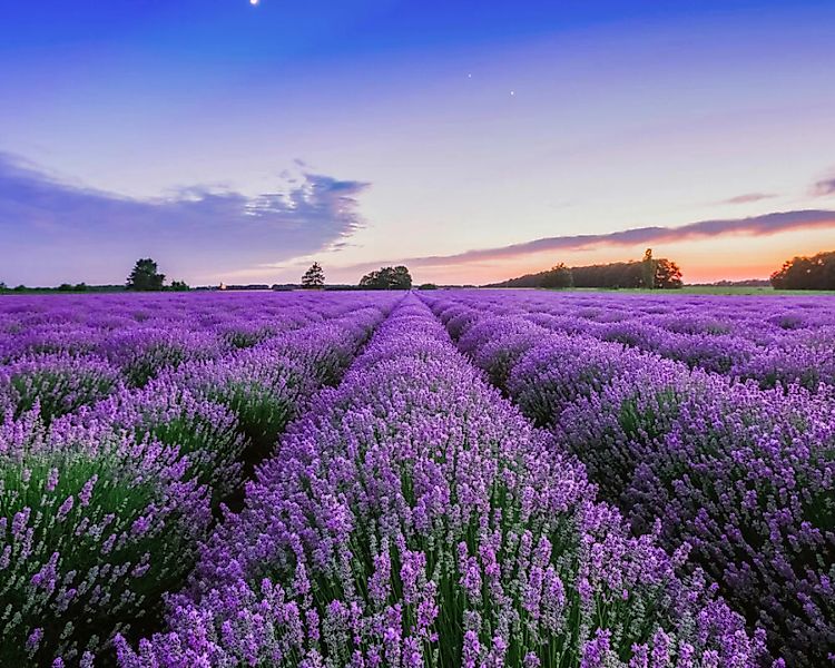 Fototapete "Lavendelfeld" 4,00x2,50 m / Glattvlies Brillant günstig online kaufen
