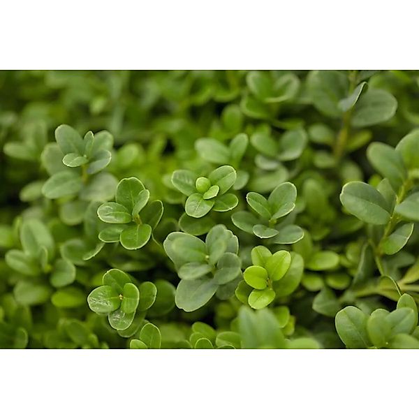 Buxus sempervirens 'Blauer Heinz' 50-60 cm günstig online kaufen