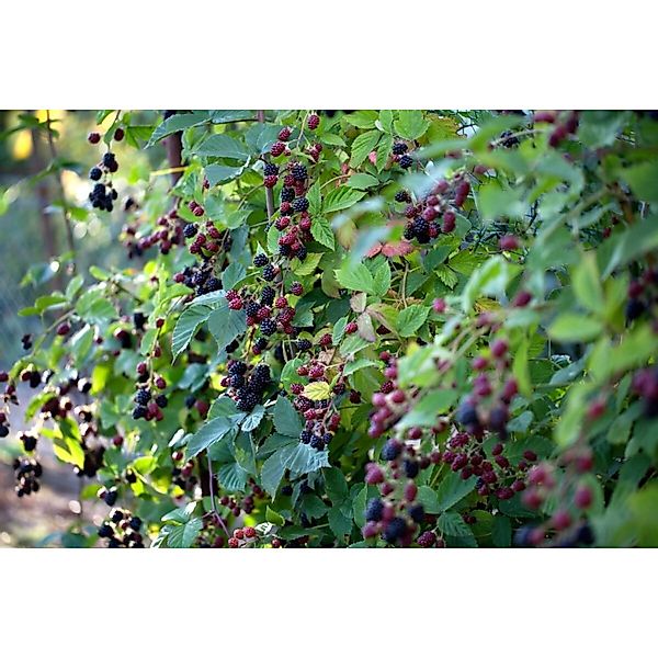 Rubus Fruticosus Thornless Evergreen Brombeere Dornenlos 60–100 Cm günstig online kaufen