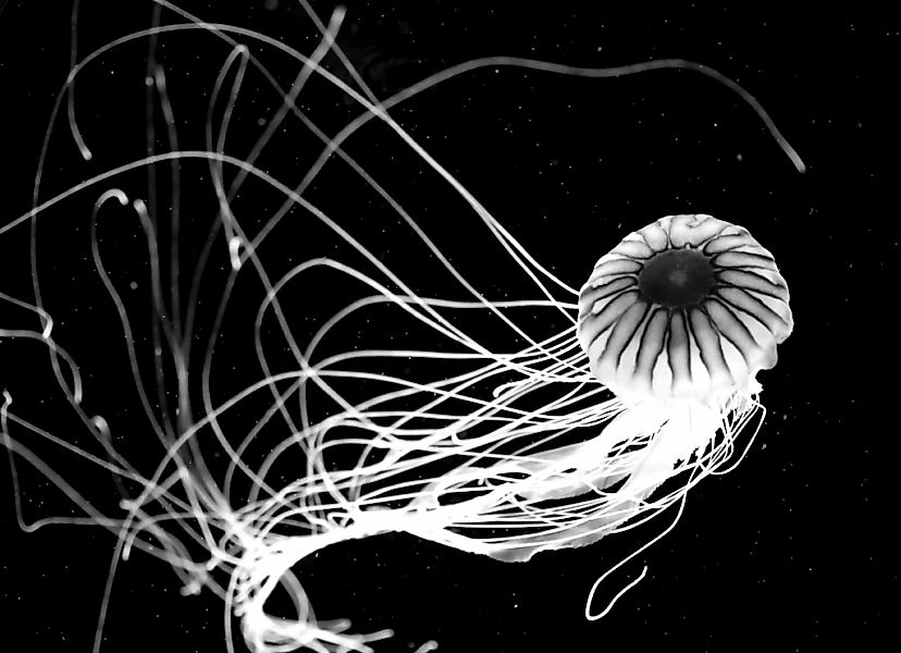 Papermoon Fototapete "Qualle Schwarz & Weiß" günstig online kaufen