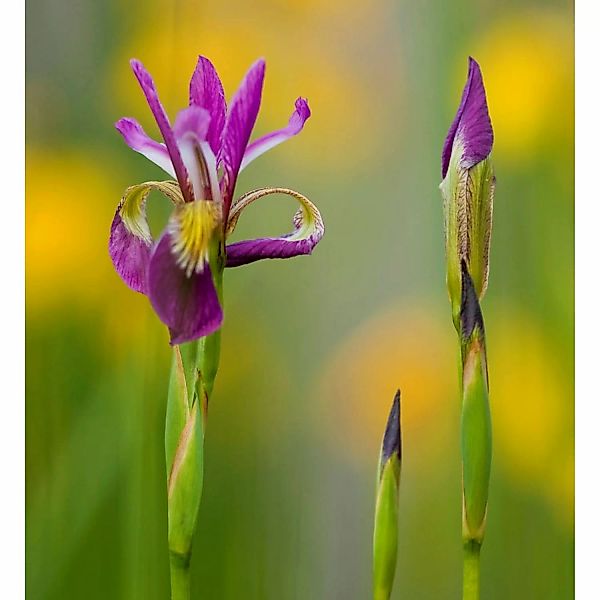 Sibirische Wieseniris Ewen - Iris sibirica günstig online kaufen