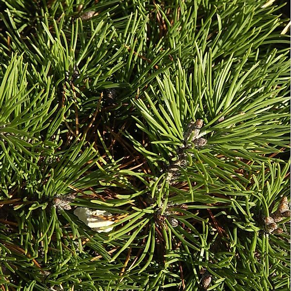 Hochstamm Zwerg Hakenkiefer Grüne Welle 40-60cm - Pinus uncinata günstig online kaufen