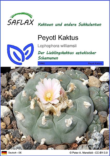 SAFLAX Blumensamen SAFLAX - Samen - günstig online kaufen