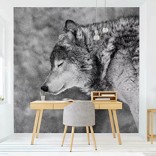Fototapete Winter Wolf günstig online kaufen