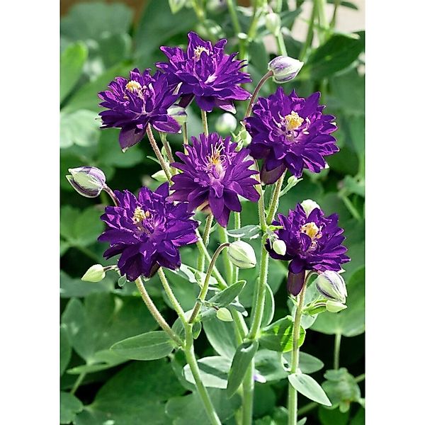 Aquilegia Vulgaris Blue Barlow Gewöhnliche Akelei Ca. 9x9 cm Topf günstig online kaufen