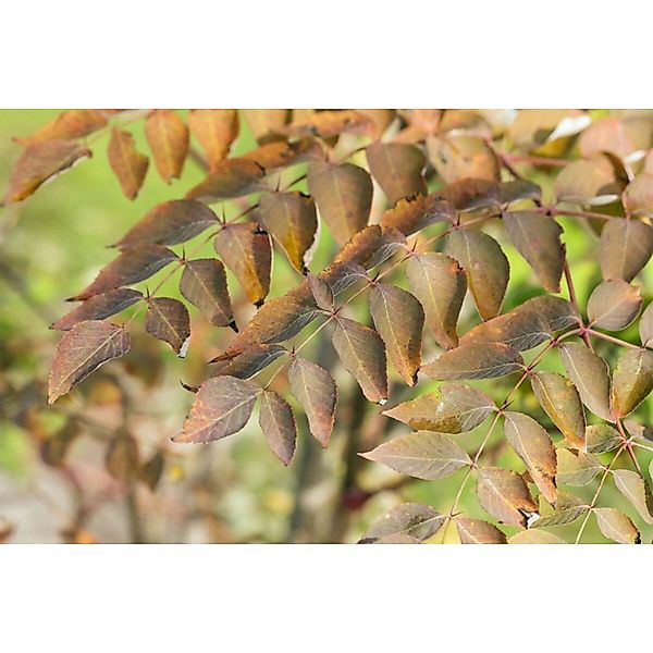 Aralia Elata Japanischer Angelikabaum 125–150 cm günstig online kaufen