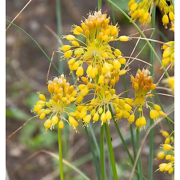 Gelber Lauch - Allium flavum günstig online kaufen