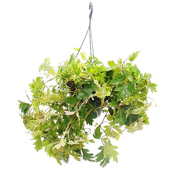 Exotenherz Zimmerpflanze Zimmerpflanze Königswein Cissus rhombifolia Ellen günstig online kaufen