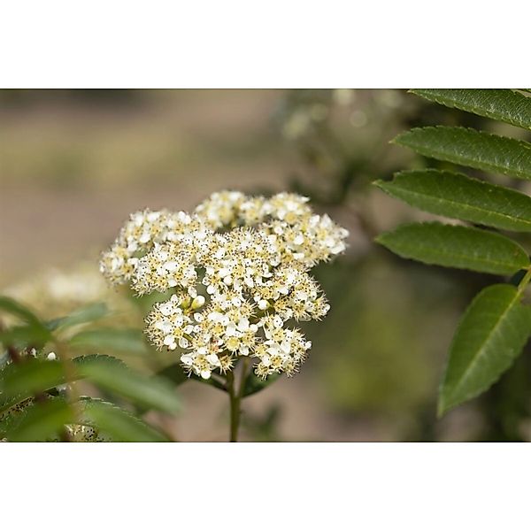Sorbus Joseph Rock Eberesche Gelbe Beeren 100–125 cm günstig online kaufen