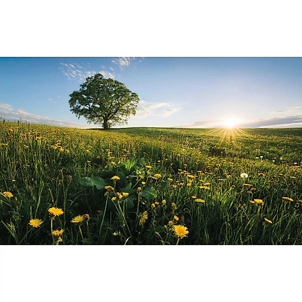 KOMAR Vlies Fototapete - Frühling auf dem Land - Größe 450 x 280 cm mehrfar günstig online kaufen