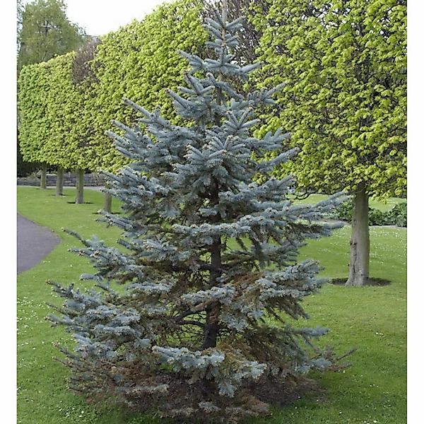 Silberfichte Blaufichte Hoopsii 40-50cm - Picea pungens günstig online kaufen