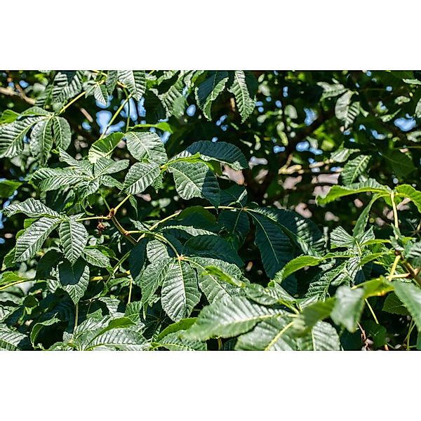 Aesculus Parviflora Strauchkastanie Weiß 100–125 cm günstig online kaufen