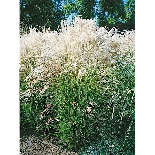 Miscanthus Sinensis Yaka Dance Chinaschilf 7,5-10 Liter Container günstig online kaufen