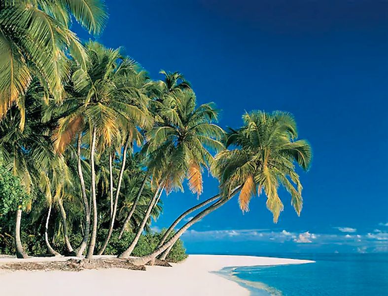 Papermoon Fototapete »Tropical Palms« glatt günstig online kaufen