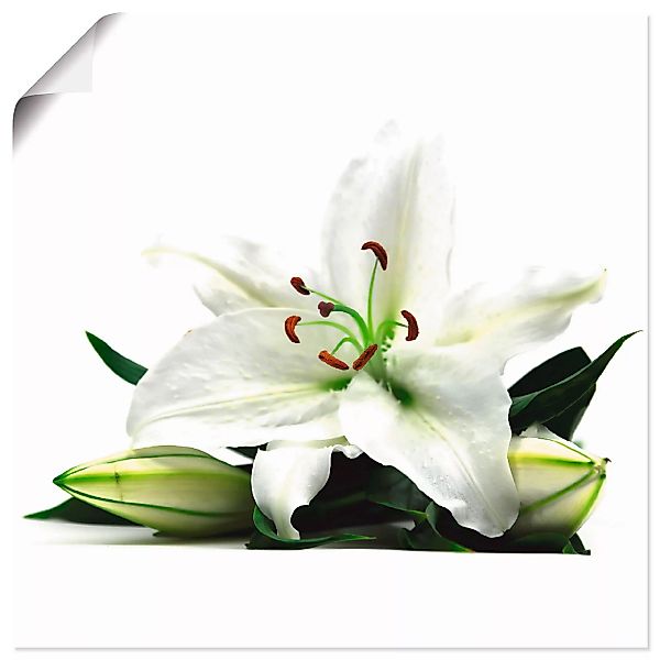 Artland Wandbild "Große Lilie", Blumen, (1 St.), als Leinwandbild, Poster i günstig online kaufen
