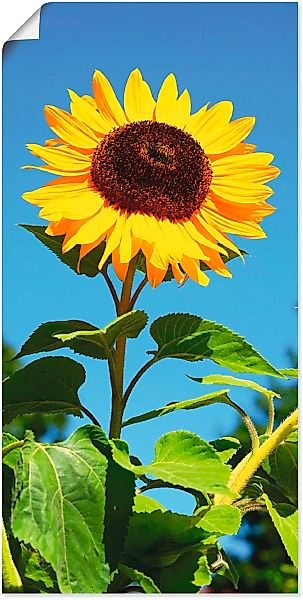 Artland Wandbild "Sonnenblume", Blumen, (1 St.), als Alubild, Outdoorbild, günstig online kaufen