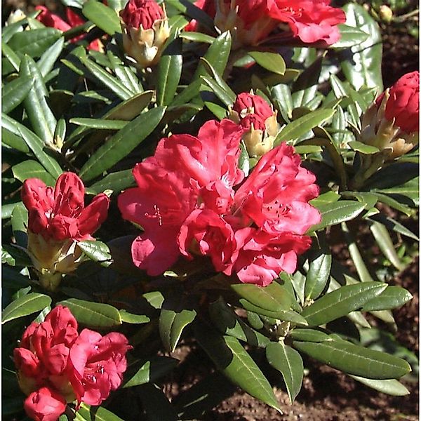 INKARHO - Rhododendron Bohlkens Roter Stern 30-40cm - Rhododendron williams günstig online kaufen