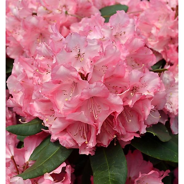 INKARHO - Großblumige Rhododendron Romilda 60-70cm - Alpenrose günstig online kaufen