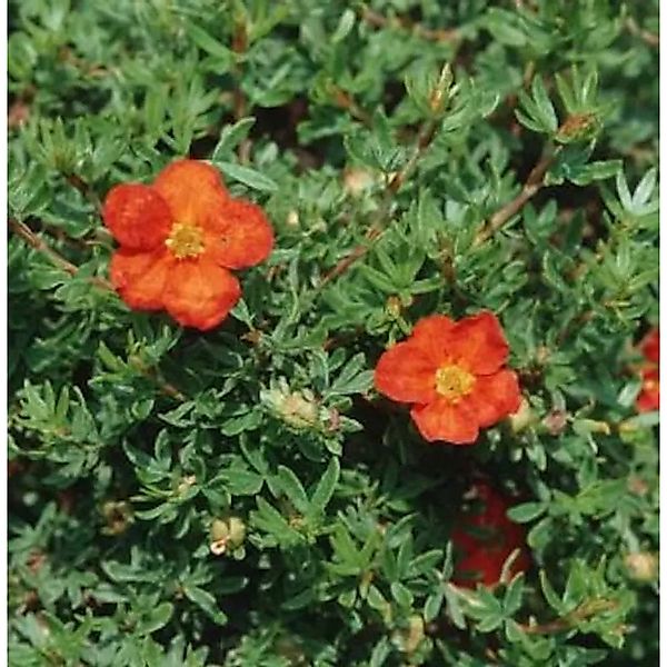 10x Kleiner Spierstrauch Red Joker - Potentilla fruticosa günstig online kaufen