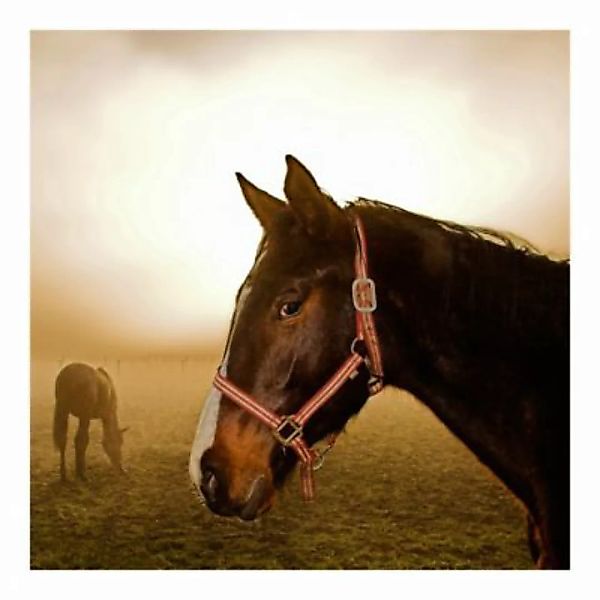 Bilderwelten Fototapete Early Horse bunt Gr. 288 x 288 günstig online kaufen