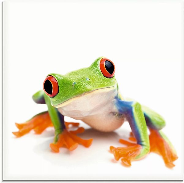 Artland Glasbild »Großaufnahme eines Frosches vor weiß«, Wassertiere, (1 St günstig online kaufen