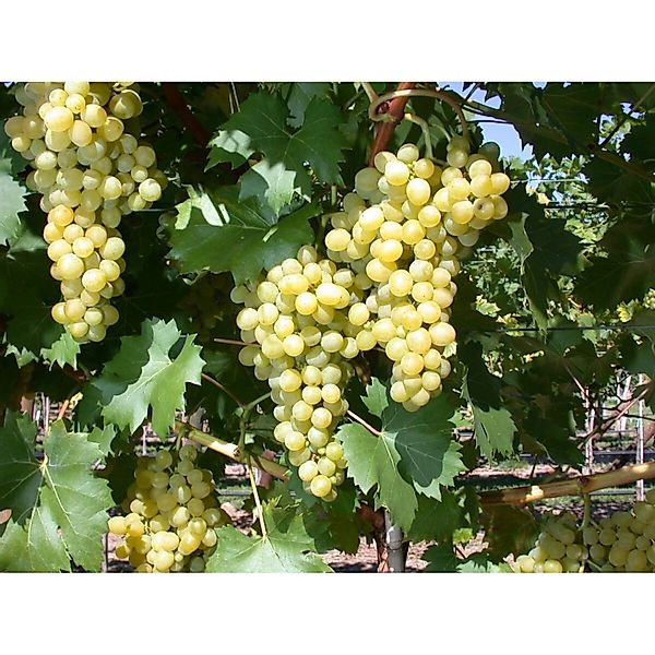 Pflanzen für Dich Obstpflanze Vitis vinifera Phönix, 1 St., Phönix-Rebe, We günstig online kaufen