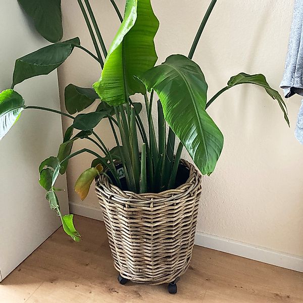Van der Leeden Blumentopf Pflanzkorb Pflanzentreppe günstig online kaufen