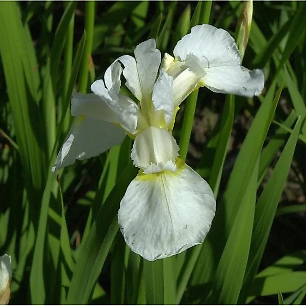 Sibirische Wieseniris Viel Schnee - Iris sibirica günstig online kaufen