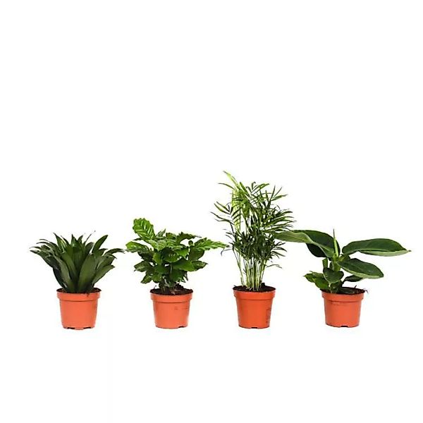 OH2 | Set mit 4 tropischen Zimmerpflanzen Arabica günstig online kaufen