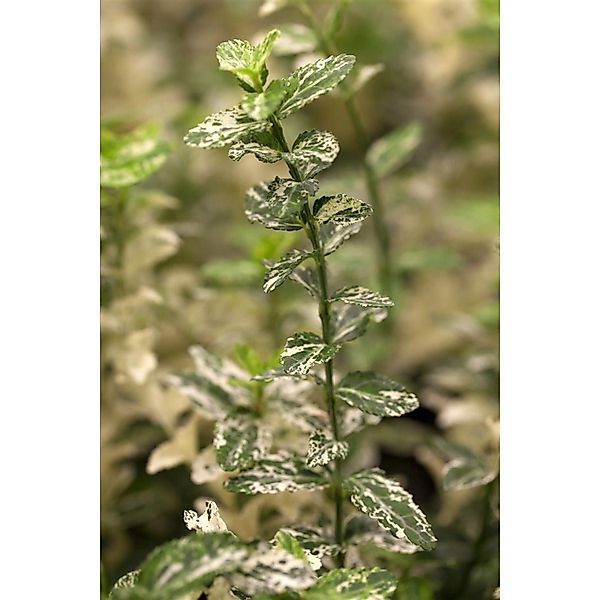 Euonymus Fortunei Harlequin Kriechspindel Buntlaubig Ca. 9x9 cm Topf günstig online kaufen